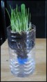 /album/projetos-de-ciencias/ciencias-e-o-dia-da-primavera-2-jpg/